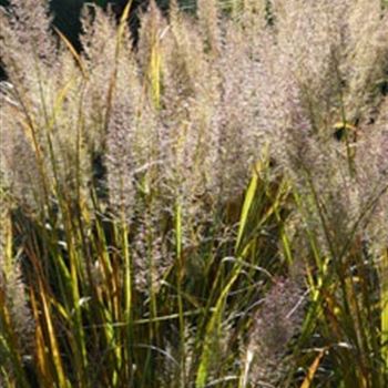 calamagrostis_brachytricha_GM_R2.jpg