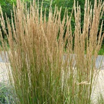 calamagrostis_acutiflora_karl_foerster_GM_R2.jpg