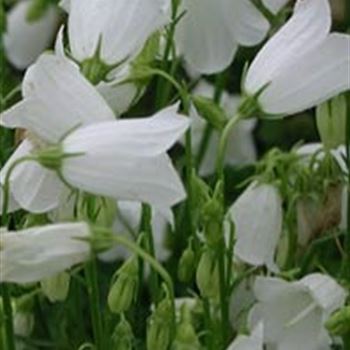 campanula_cochleariifolia_alba_GM_Q1.jpg