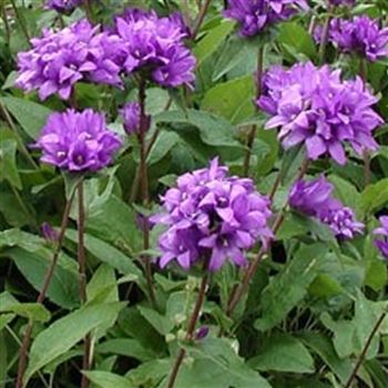 campanula_glomerata_acaulis_GM_Q1.jpg