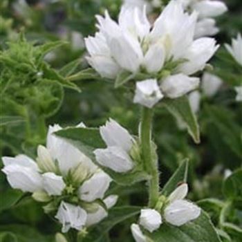 campanula_glomerata_alba_GM_Q1.jpg