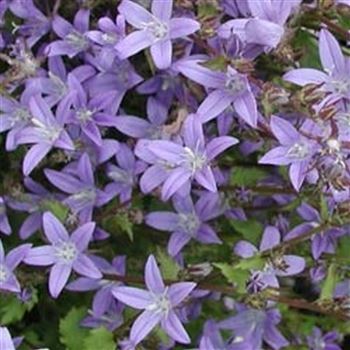 campanula_poscharskyana_GM_Q1.jpg