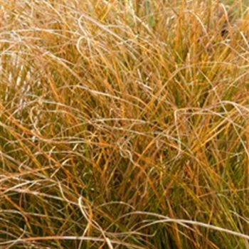 carex_testacea_GM_R2.jpg