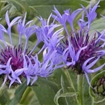 centaurea_montana_grandiflora_GM_R2.jpg