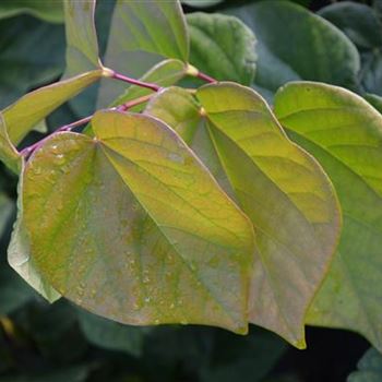 Cercis_chinensis_Avondale_Laub_1.JPG