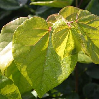 Cercis_chinensis_Avondale_Laub.JPG