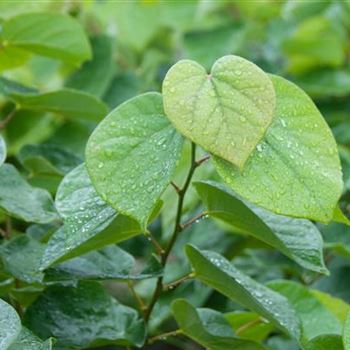 Cercis_chinensis_Avondale_2010_5133.jpg