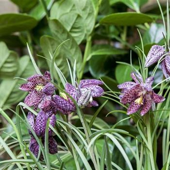 Fritillaria meleagris