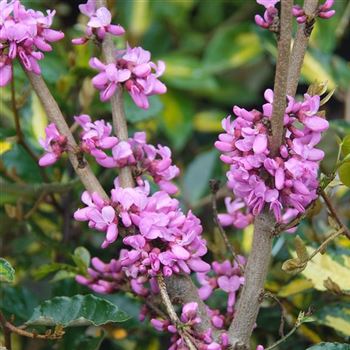 Cercis_chinensis_Avondale_2009_0941.jpg