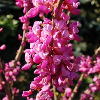 Cercis_chinensis_Avondale.jpg