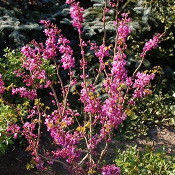 Cercis_chinensis_Avondale_1.jpg