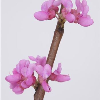 Cercis_chinensis_Avondale_R1.jpg