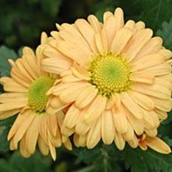 chrysanthemum_ind_kleiner_bernst_GM_Q1.jpg