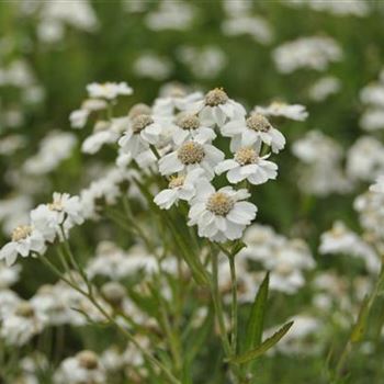 Achillea ptarmica