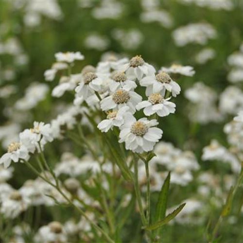 Achillea ptarmica