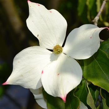 Cornus_kousa_Kreuzdame_q.jpg