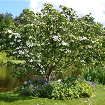 Cornus_kousa_Kreuzdame_Park.JPG