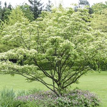 Cornus_kousa_Kreuzdame_LU_3.jpg