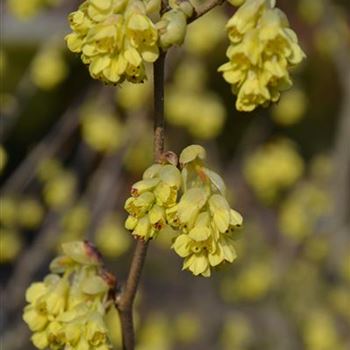 Corylopsis_sinensis_3.JPG