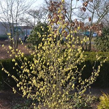 Corylopsis_sinensis_1.JPG