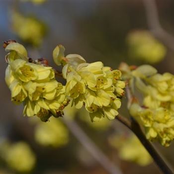 Corylopsis_sinensis_2.jpg