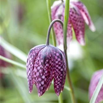 Fritillaria meleagris