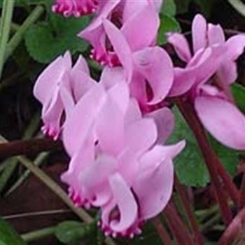 cyclamen_hederifolium_GM_Q1.jpg