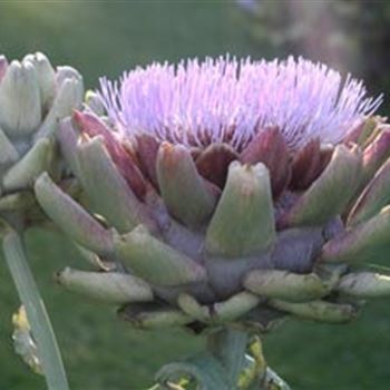 cynara_scolymus_GM_R2.jpg