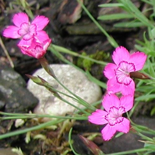 Dianthus deltoides