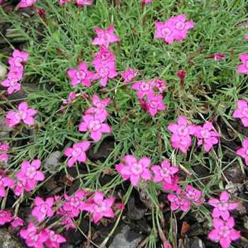 dianthus_deltoides_GM_R2.jpg