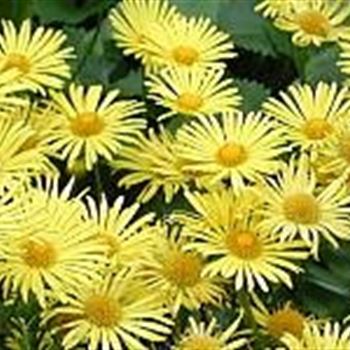 doronicum_orientale_magificum_GM_Q1.jpg