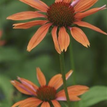 echinacea_sundown_GM_R2.jpg