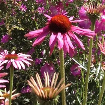 Echinacea_purpurea_GR_Q1.jpg