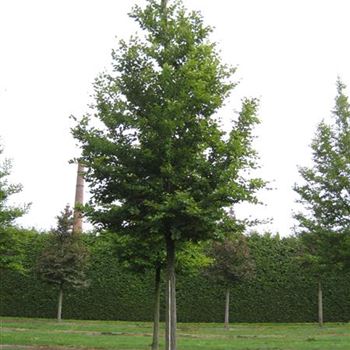 FSY_Sol_baum_6xv_300-400x45-50x500-700_G-810_29_08_14_ahl_40225.jpg