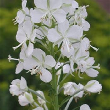 epilobium_angustifolium_album_GM_R2.jpg