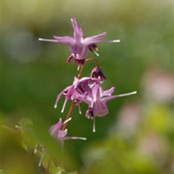 epimedium_grandiflorum_lilafee_GM_R2.jpg