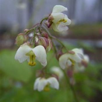 epimedium_pubigerum_GM_Q1.jpg