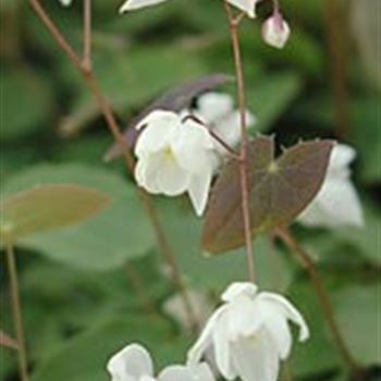 epimedium_young_niveum_GM_R2.jpg