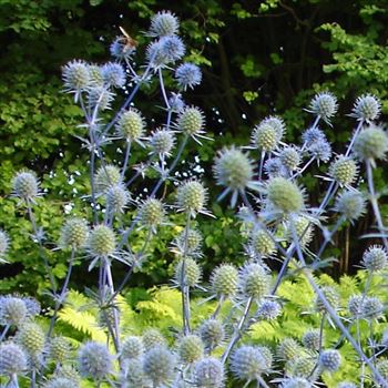 eryngium_planum_GM_Q2.jpg