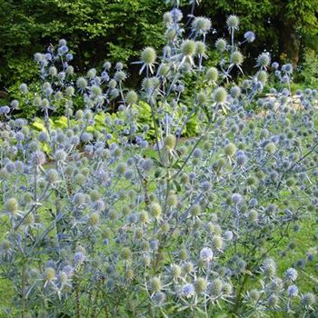 eryngium_planum_GM_R3.jpg