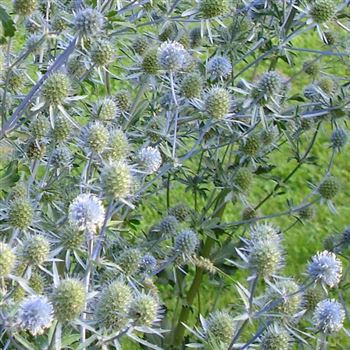 eryngium_planum_GM_Q1.jpg