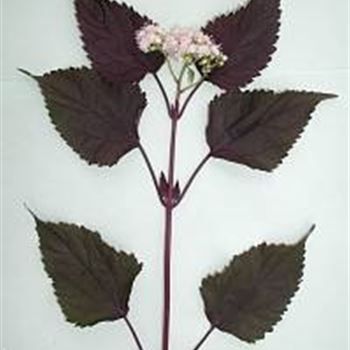 eupatorium_rugosum_chocolate_GM_R2.jpg