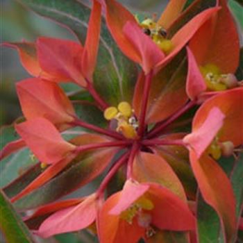 euphorbia_griffithi_fireglow_dark_GM_Q1.jpg