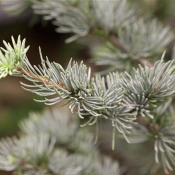 Cedrus atlantica 'Glauca'