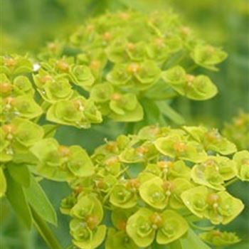 euphorbia_seg_ssp_niciciana_GM_R2.jpg