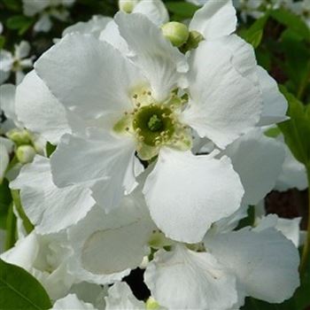 Exochorda_racemosa_Niagara_q.jpg