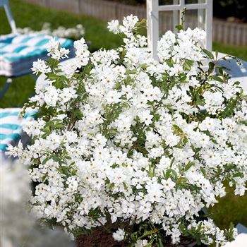 Exochorda_racemosa_Niagara.JPG