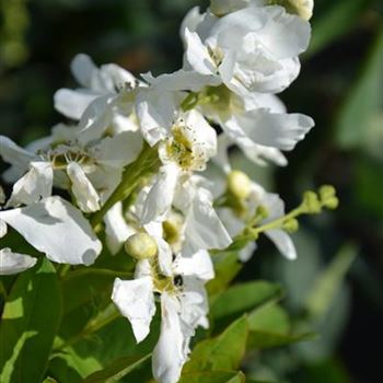 Exochorda_racemosa_Niagara_3.JPG