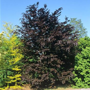 Fagus_sylvatica_Swat_Margret_2000_0434.jpg