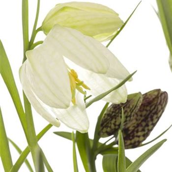 Fritillaria meleagris 'Alba'